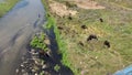 A shepherd grazing a cow buffalo in the Solani River