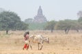 Shepherd grazing a gaunt cow through the dry field with temples and pagodas of ancient Bagan on background, Myanmar Royalty Free Stock Photo