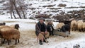 Shepherd grazing his sheep, Bitlis, Turkey Royalty Free Stock Photo