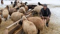 Shepherd grazing his sheep, Bitlis, Turkey Royalty Free Stock Photo