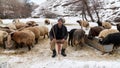 Shepherd grazing his sheep, Bitlis, Turkey Royalty Free Stock Photo