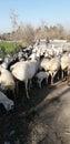 Shepherd grazing his sheep herd.