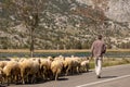 A shepherd grazing his sheep