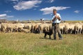 Shepherd with grazing sheep