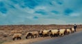 Shepherd grazing sheep at the road in the Garagum Desert in Turkmenistan