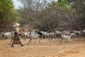 Shepherd and her herd of goats in Bagan, Burma Myanmar