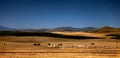 Shepherd and herd of sheep Royalty Free Stock Photo