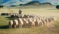 Shepherd and herd of sheep Royalty Free Stock Photo