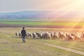 Shepherd and herd of sheep at the sunset with warm light Royalty Free Stock Photo