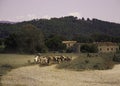 Shepherd herding livestock near Lucca