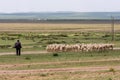 Shepherd herding sheep in the grassland of the Inner Mongolia