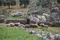 A shepherd herding sheep and riding on a donkey in Syria