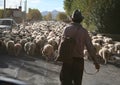 shepherd herding sheep through street in tibet Royalty Free Stock Photo