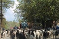 A shepherd with his flock of goats in Pahalgam, Kashmir