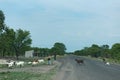 Shepherd with his goat herd on the M10 road between Kazungula and Sesheke in southern Zambia parallel to the Zambezi River Royalty Free Stock Photo