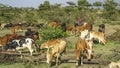 Shepherd with his grazing cows in Masai Mara