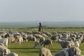 A Shepherd and His herd in Inner Mongolia Royalty Free Stock Photo
