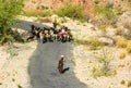 Shepherd with his herd near Amb Sharif