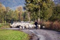 Shepherd and his sheep Royalty Free Stock Photo