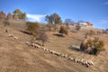 A shepherd with his sheep flock Royalty Free Stock Photo