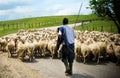 Shepherd with his sheep herd Royalty Free Stock Photo