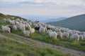 Shepherd with his sheep Royalty Free Stock Photo