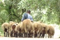 Shepherd with his sheep on pasture Royalty Free Stock Photo