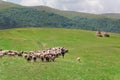 Shepherd with his sheep on pasture under great green hilly range of Carpathian mountains.