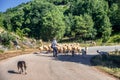 Shepherd with his herd in the Mountains near Zagori Royalty Free Stock Photo