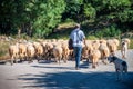 Shepherd with his herd in the Mountains near Zagori Royalty Free Stock Photo