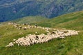 Shepherd with his sheep, Shar Mountain Royalty Free Stock Photo