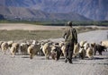 Shepherd with his sheep - Tibet