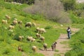 Shepherd with his sheep, Turkey Royalty Free Stock Photo