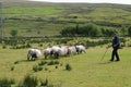 Shepherd holding a staff gives instruction to sheep dog tending sheep. Royalty Free Stock Photo