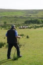 Shepherd holding a staff watches sheep.