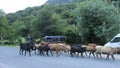 Shepherd on horseback driving a herd of cattle on a rural road.