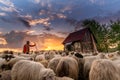 Shepherd house in Transylvania Roumania , shepherd surrounded by sheep at the farm in country side