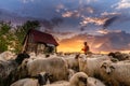 Shepherd house in Transylvania Roumania , shepherd surrounded by sheep at the farm in country side