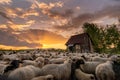 Shepherd house in Transylvania Roumania , shepherd surrounded by sheep at the farm in country side