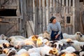 Shepherd house in Transylvania Roumania , shepherd surrounded by sheep at the farm in country side