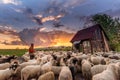 Shepherd house in Transylvania Roumania , shepherd surrounded by sheep at the farm in country side