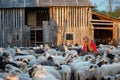 Shepherd house in Transylvania Roumania , shepherd surrounded by sheep at the farm in country side