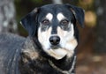 Shepherd and Husky mix dog outside on leash Royalty Free Stock Photo