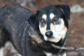 Shepherd and Husky mix dog outside on leash Royalty Free Stock Photo