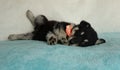 shepherd husky mix puppy lying down funny wearing a bow tie