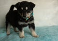 shepherd husky mix puppy standing wearing a bowtie