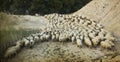 Shepherd with its flock, old photo Royalty Free Stock Photo