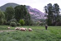 Shepherd and lambs and sheep