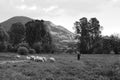 Shepherd and lambs and sheep