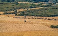 Shepherd leading the cattle in the plain